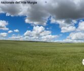 Die Hochebene der Alta Murgia, auf der Castel del Monte steht