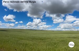 Die Hochebene der Alta Murgia, auf der Castel del Monte steht