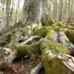 Die bemoosten Wurzeln einer großen Buche zwischen trockenem Laub im Foresta Umbra auf dem Gargano