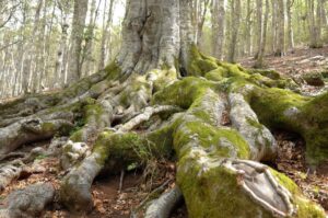 Die bemoosten Wurzeln einer großen Buche zwischen trockenem Laub im Foresta Umbra auf dem Gargano