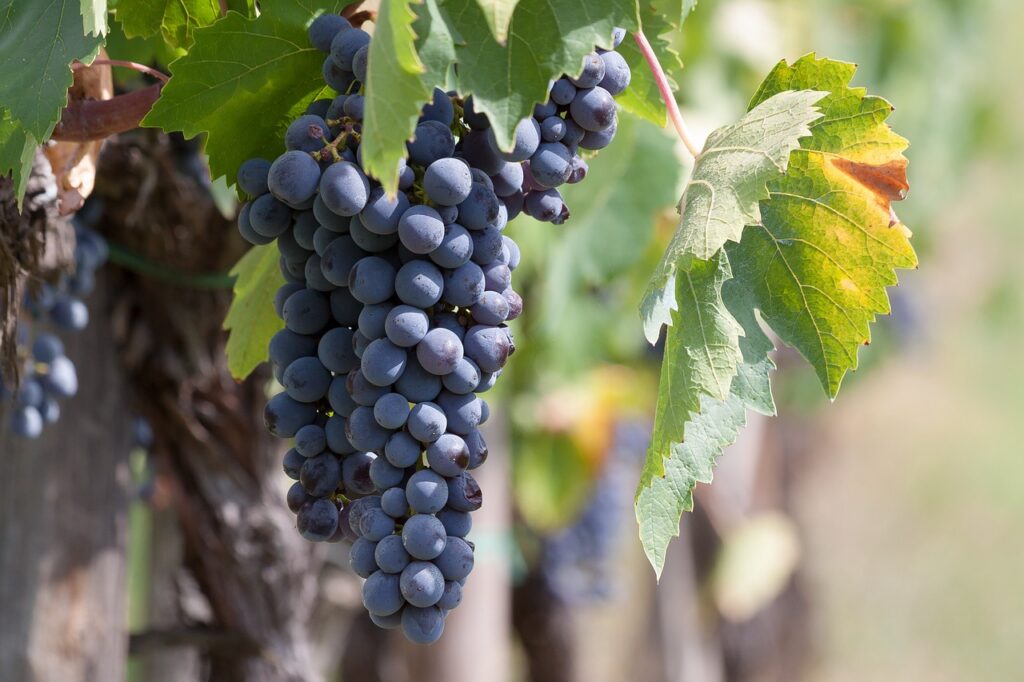 Reife blaue Weintraube am Rebstock in einem apulischen Weinberg, bereit für die Lese im September