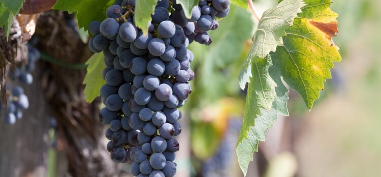 Reife blaue Weintraube am Rebstock in einem apulischen Weinberg, bereit für die Lese im September