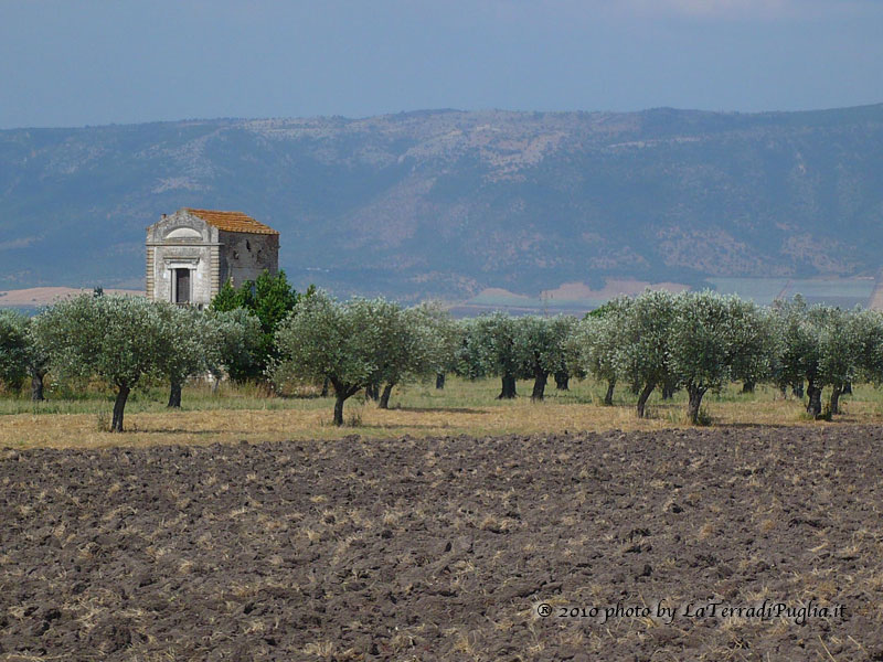 Ein altes Landhaus aus Stein zwischen Olivenbäumen und frisch gepflügtem Acker, im Hintergrund die Hänge des Gargano