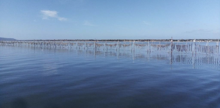 Reihen von Pfählen und Leinen einer Austernzucht im ruhigen Wasser des Varano-Sees unter blauem Himmel