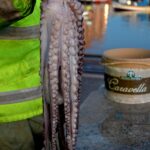 Geschmorter Oktopus