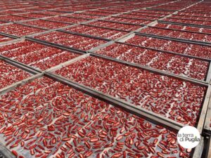 Lange Reihen von Holzrahmen mit Netzen, auf denen halbierte Tomaten in der apulischen Sonne trocknen