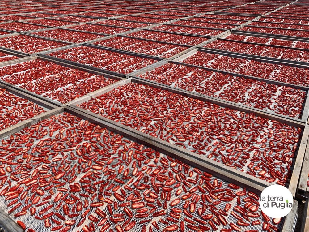 Lange Reihen von Holzrahmen mit Netzen, auf denen halbierte Tomaten in der apulischen Sonne trocknen