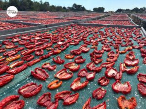 Halbierte Tomaten trocknen in Apulien in der Sonne auf großen Netzgestellen